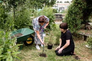 Two people are in a garden planting a bamboo plant.